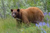 Wildlife