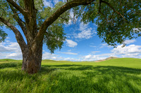 Shade of Green