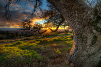 Branch of Light