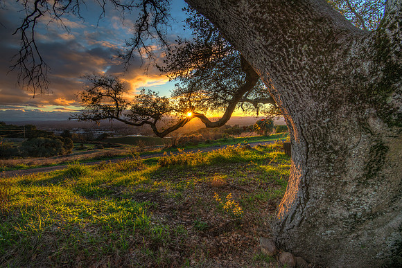Branch of Light