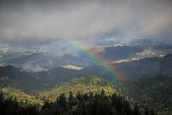 Sonoma County Gold