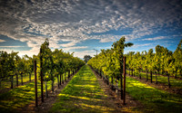 Calistoga Vines