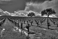 Vineyards