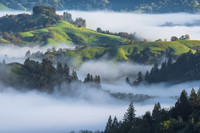 For The Love Of Fog