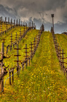 Mustard Row