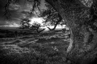 Branch of Light  Re-Edit B/W