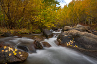 Autumn Flow