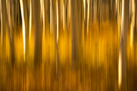 Autumn Streaks