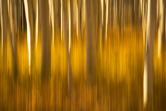 Autumn Streaks