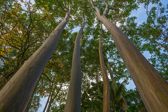Rainbow Eucalyptus