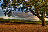 Under The Oak