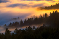 Tree Top Dreams