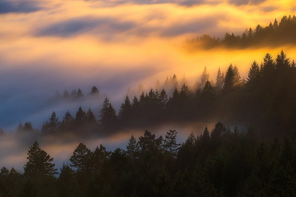 Tree Top Dreams