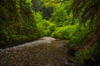 Fern Canyon