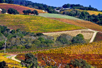 Hillside Color