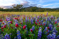 Valley of the Moon Bloom