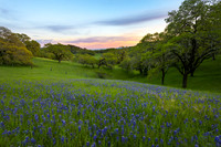 Spring Fever