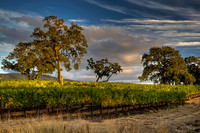 Vineyard Light