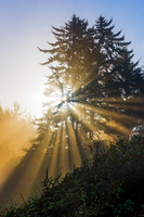 Humboldt Light